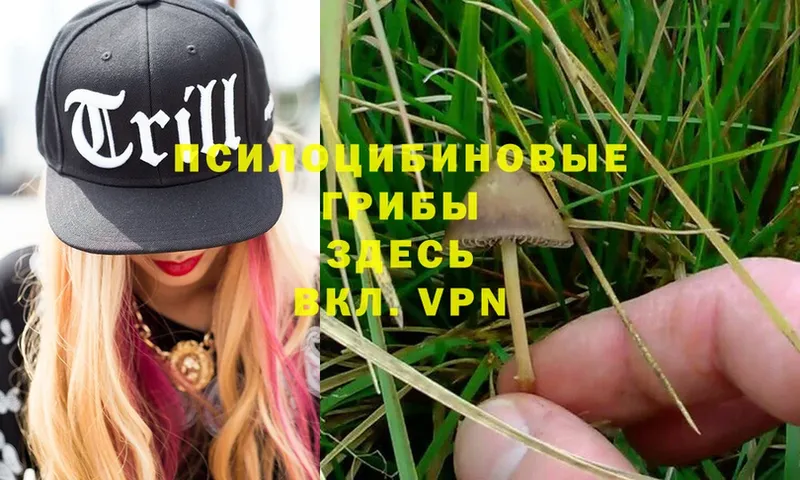 Галлюциногенные грибы Psilocybe  Кубинка 